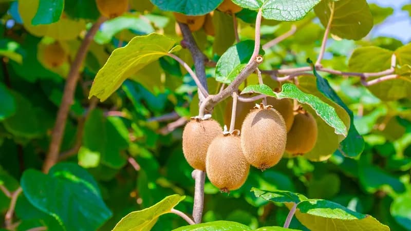 Kiwi