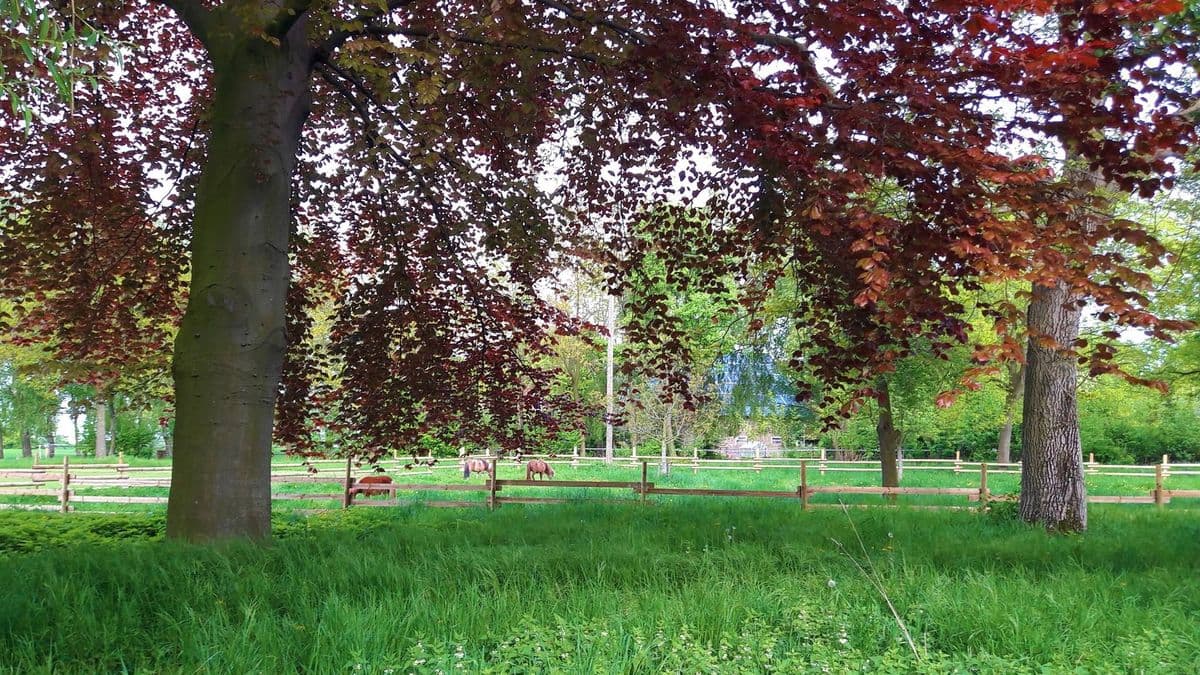 Naturhof Beerhues Gallerie Bild 4