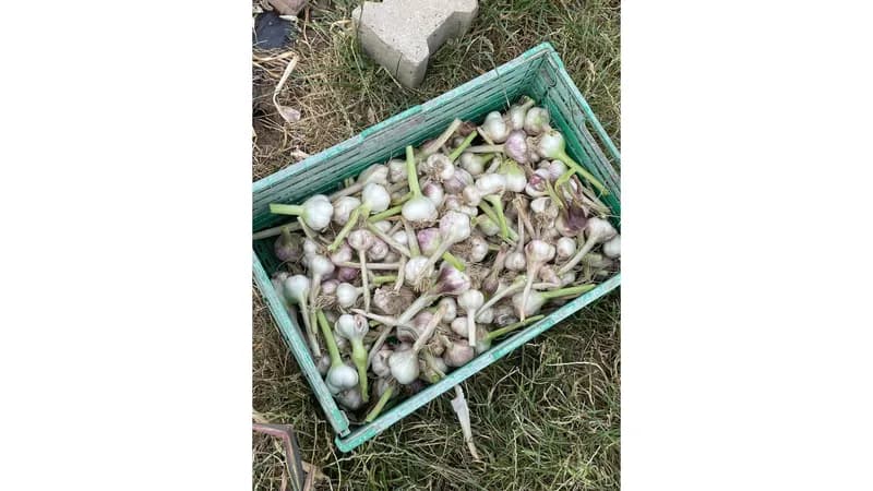 knoblauch ljubascha