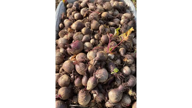 Bio Rote Beete  Gallerie Bild 1