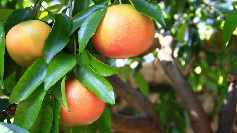 Grapefruit