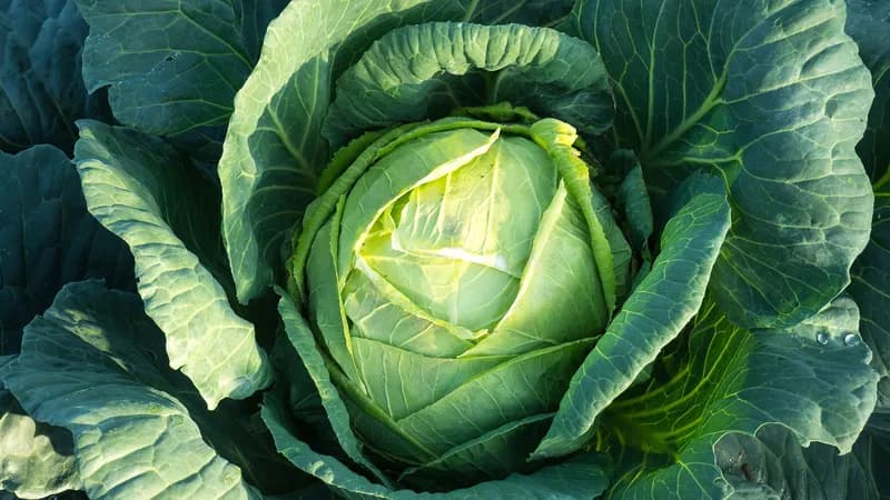 Weißkohl