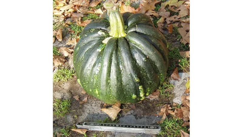 Kürbis - Portugiesischer Warzenkürbis - Saatgut