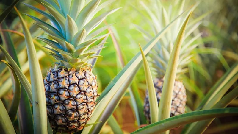 Ananas