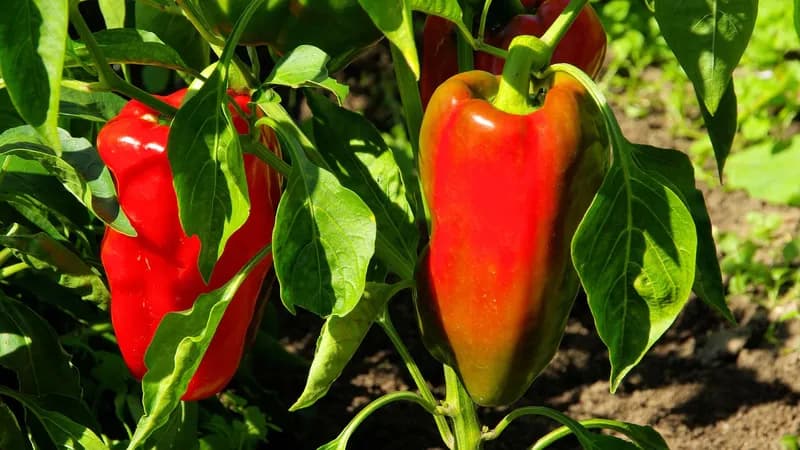 Spitzpaprika