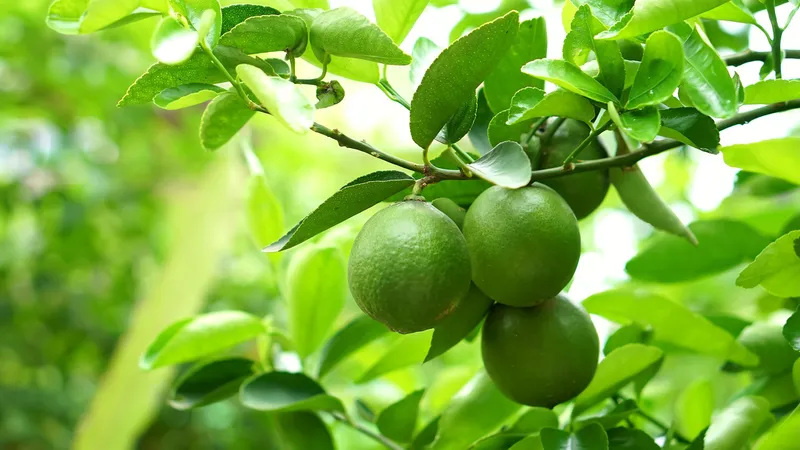 Limetten