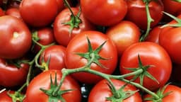 Tomaten
