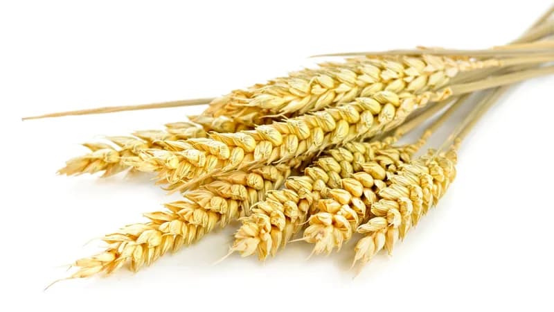 Getreideprodukte