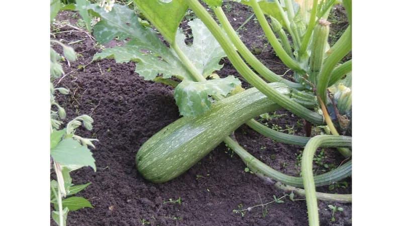 Zucchini - Alberello di Sarzana - Saatgut von Mutter Erde Saaten e.V. Gallerie Bild 1