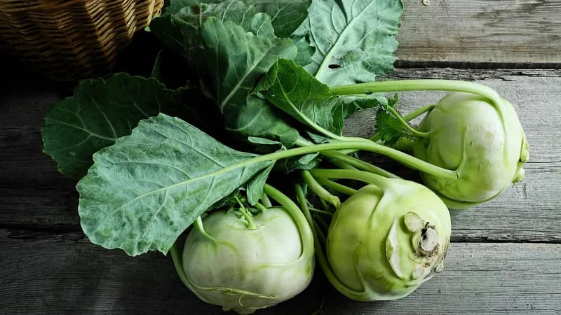Kohlrabi, weiß, 14er von Hubert Bois Naturkost und Warenhandels GmbH Gallerie Bild 1
