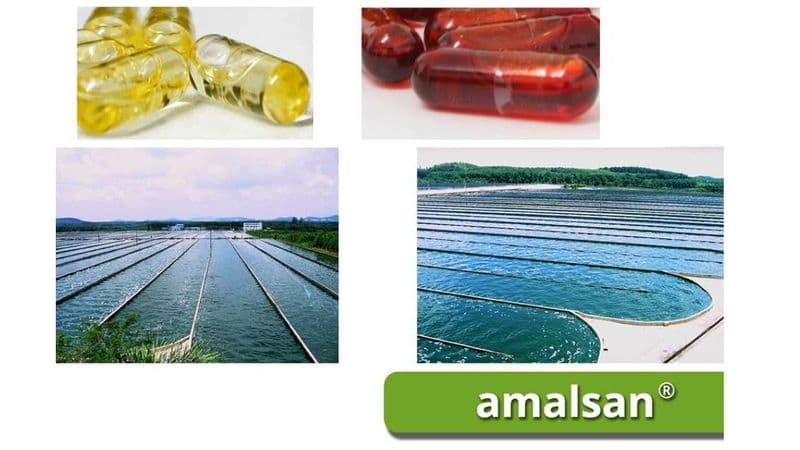 rudolf sager/amalsan